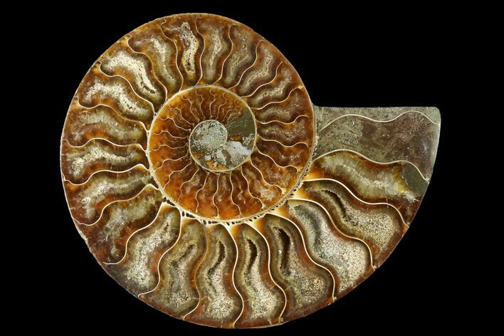 Cut & Polished Ammonite Fossil (Half) - Madagascar #166816